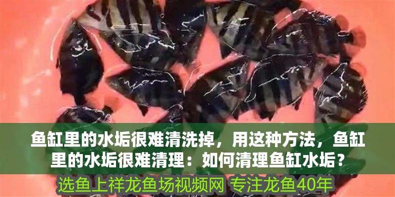 魚缸里的水垢很難清洗掉，用這種方法，魚缸里的水垢很難清理：如何清理魚缸水垢？