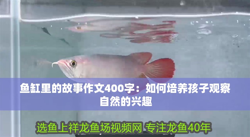 魚缸里的故事作文400字：如何培養孩子觀察自然的興趣