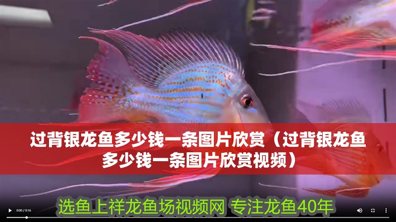 過背銀龍魚多少錢一條圖片欣賞（過背銀龍魚多少錢一條圖片欣賞視頻）