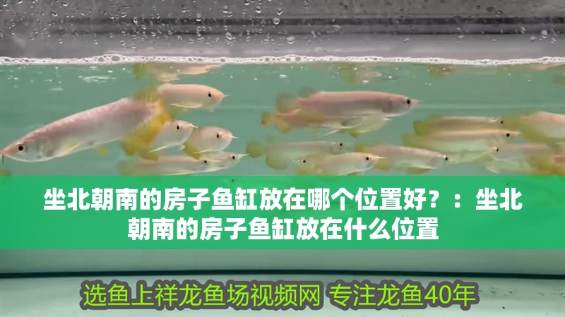 坐北朝南的房子魚缸放在哪個位置好？：坐北朝南的房子魚缸放在什么位置 坐北朝南的房子魚缸放在哪個位置好？：坐北朝南的房子魚缸放在什么位置 魚缸百科