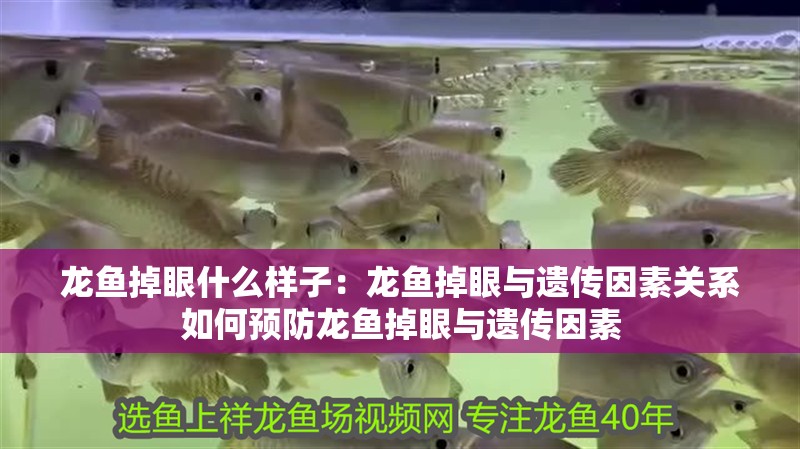 龍魚掉眼什么樣子：龍魚掉眼與遺傳因素關系如何預防龍魚掉眼與遺傳因素