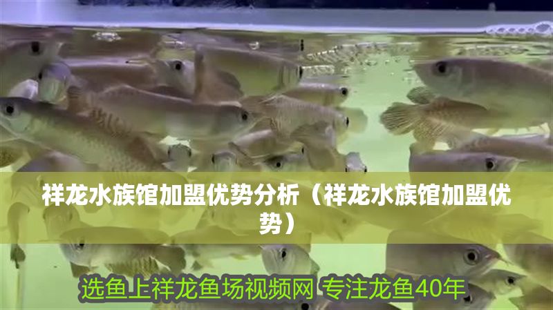 祥龍水族館加盟優勢分析（祥龍水族館加盟優勢）