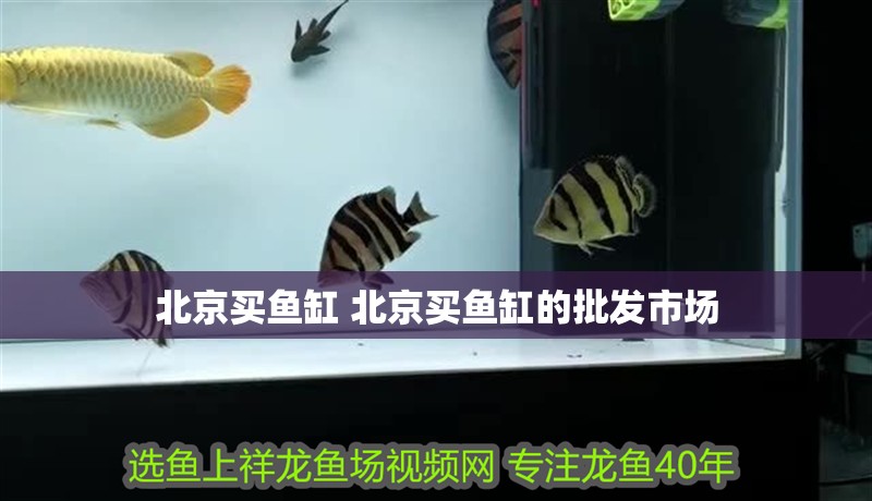 北京買(mǎi)魚(yú)缸 北京買(mǎi)魚(yú)缸的批發(fā)市場(chǎng)