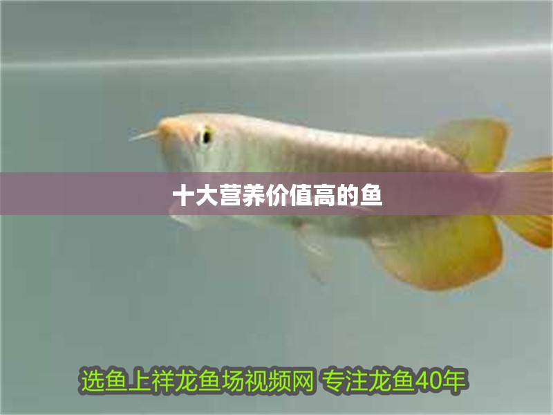 十大營養價值高的魚
