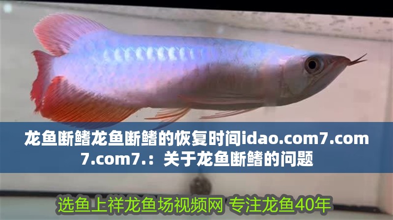 龍魚斷鰭龍魚斷鰭的恢復(fù)時間idao.com7.com7.com7.：關(guān)于龍魚斷鰭的問題
