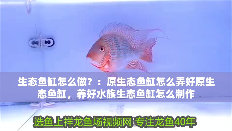 生態魚缸怎么做？：原生態魚缸怎么弄好原生態魚缸，養好水族生態魚缸怎么制作