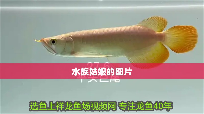 水族姑娘的圖片
