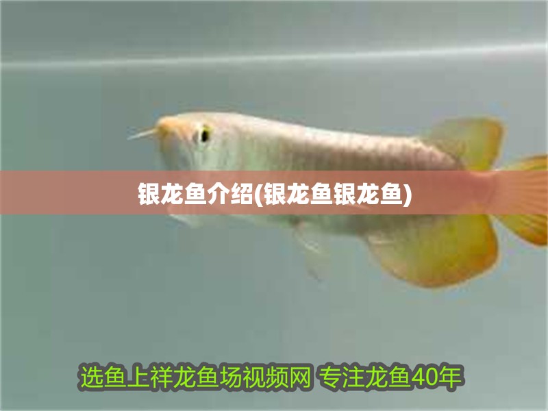 銀龍魚介紹(銀龍魚銀龍魚)