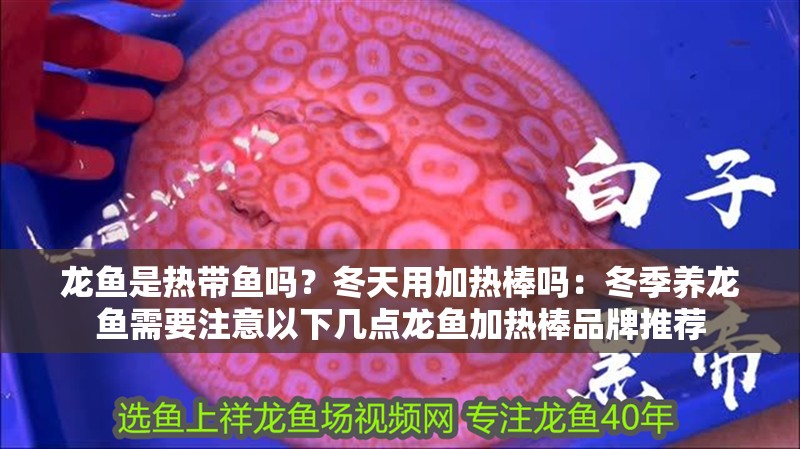 龍魚是熱帶魚嗎？冬天用加熱棒嗎：冬季養(yǎng)龍魚需要注意以下幾點(diǎn)龍魚加熱棒品牌推薦