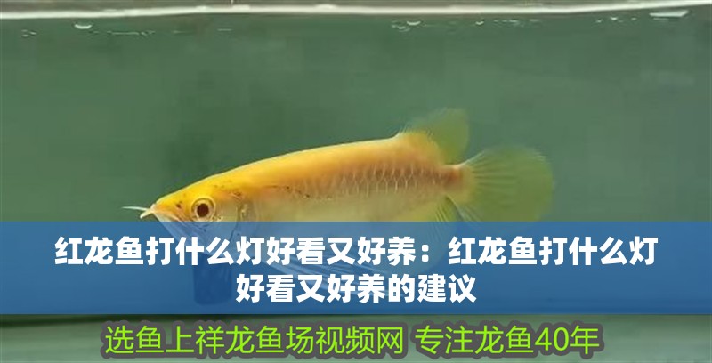 紅龍魚打什么燈好看又好養：紅龍魚打什么燈好看又好養的建議