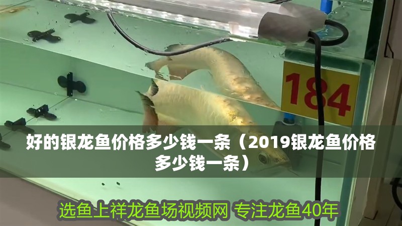 好的銀龍魚價格多少錢一條（2019銀龍魚價格多少錢一條）