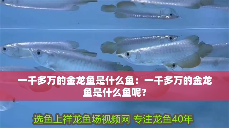 一千多萬的金龍魚是什么魚：一千多萬的金龍魚是什么魚呢？