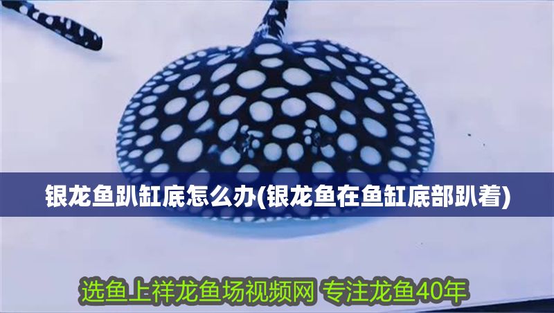 銀龍魚趴缸底怎么辦(銀龍魚在魚缸底部趴著)