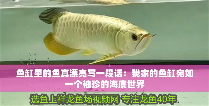 魚缸里的魚真漂亮寫一段話：我家的魚缸宛如一個袖珍的海底世界