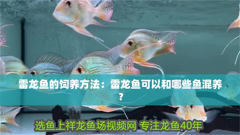 雷龍魚的飼養方法：雷龍魚可以和哪些魚混養？