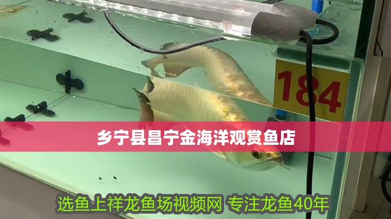 鄉寧縣昌寧金海洋觀賞魚店