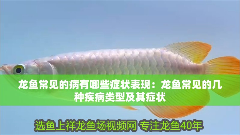 龍魚常見的病有哪些癥狀表現：龍魚常見的幾種疾病類型及其癥狀