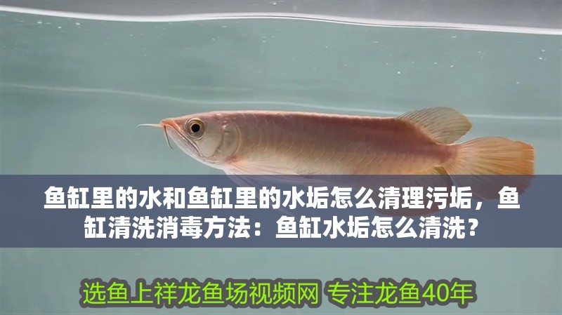 魚缸里的水和魚缸里的水垢怎么清理污垢，魚缸清洗消毒方法：魚缸水垢怎么清洗？