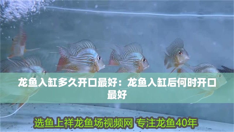 龍魚入缸多久開口最好：龍魚入缸后何時開口最好
