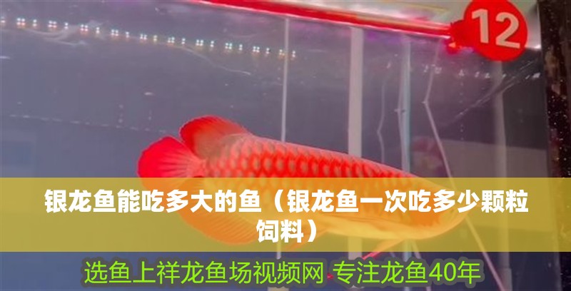 銀龍魚(yú)能吃多大的魚(yú)（銀龍魚(yú)一次吃多少顆粒飼料）