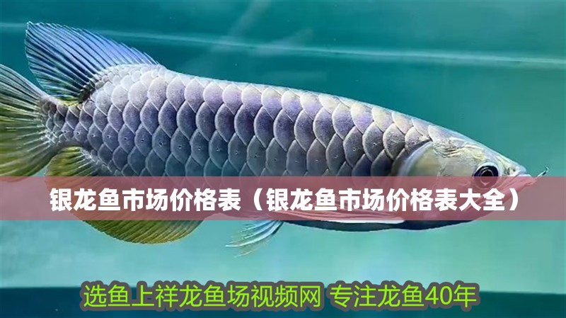 銀龍魚市場價格表（銀龍魚市場價格表大全）