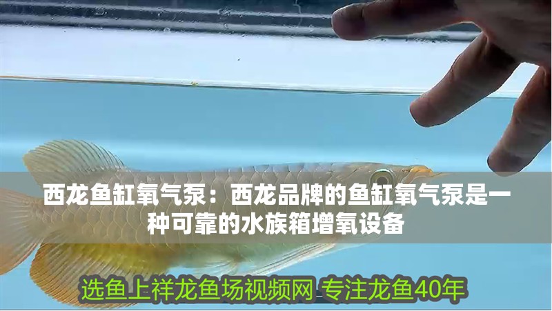 西龍魚缸氧氣泵：西龍品牌的魚缸氧氣泵是一種可靠的水族箱增氧設備