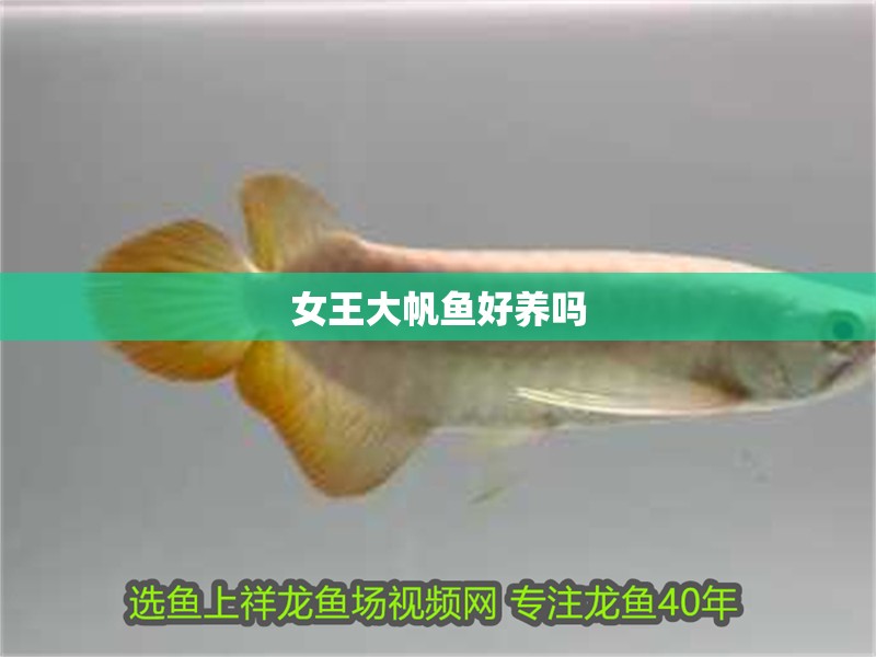 女王大帆魚好養嗎