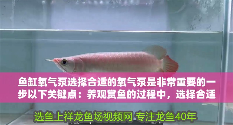 魚缸氧氣泵選擇合適的氧氣泵是非常重要的一步以下關鍵點：養觀賞魚的過程中，選擇合適的氧氣泵是非常重要的一步