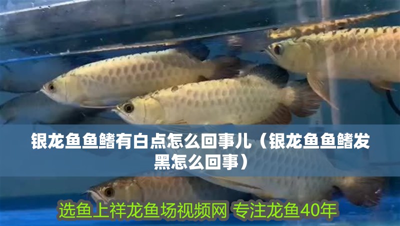 銀龍魚(yú)魚(yú)鰭有白點(diǎn)怎么回事兒（銀龍魚(yú)魚(yú)鰭發(fā)黑怎么回事）