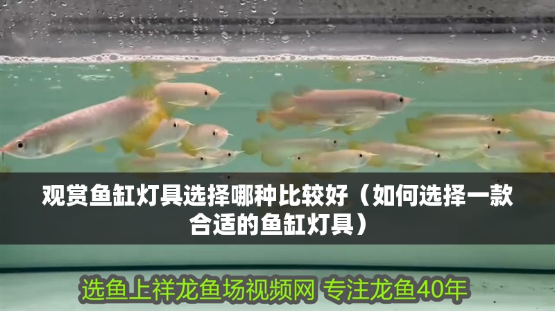 觀賞魚缸燈具選擇哪種比較好（如何選擇一款合適的魚缸燈具）