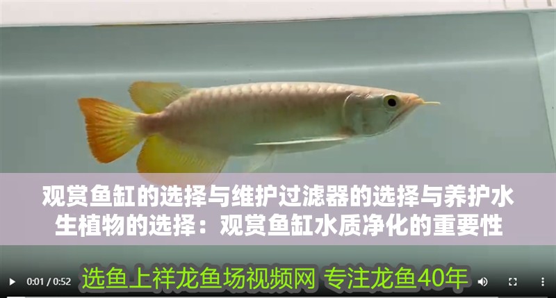 觀賞魚缸的選擇與維護過濾器的選擇與養護水生植物的選擇：觀賞魚缸水質凈化的重要性