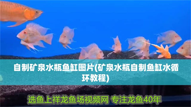 自制礦泉水瓶魚缸圖片(礦泉水瓶自制魚缸水循環教程)