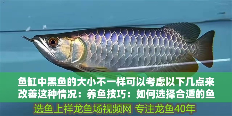 魚缸中黑魚的大小不一樣可以考慮以下幾點來改善這種情況：養(yǎng)魚技巧：如何選擇合適的魚缸尺寸 魚缸中黑魚的大小不一樣可以考慮以下幾點來改善這種情況：養(yǎng)魚技巧：如何選擇合適的魚缸尺寸 魚缸百科