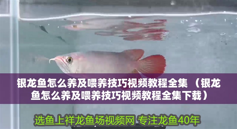 銀龍魚怎么養及喂養技巧視頻教程全集 （銀龍魚怎么養及喂養技巧視頻教程全集下載）