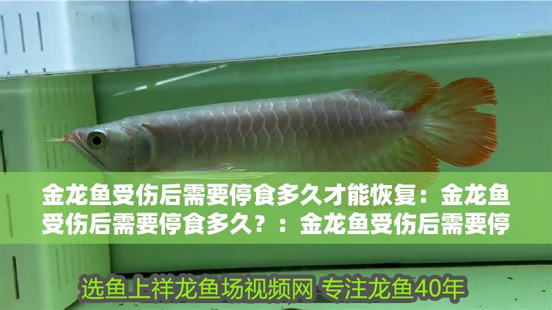 金龍魚受傷后需要停食多久才能恢復(fù)：金龍魚受傷后需要停食多久？：金龍魚受傷后需要停食多久