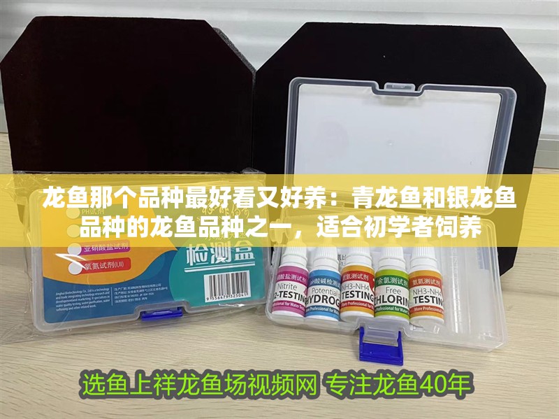 龍魚那個品種最好看又好養：青龍魚和銀龍魚品種的龍魚品種之一，適合初學者飼養
