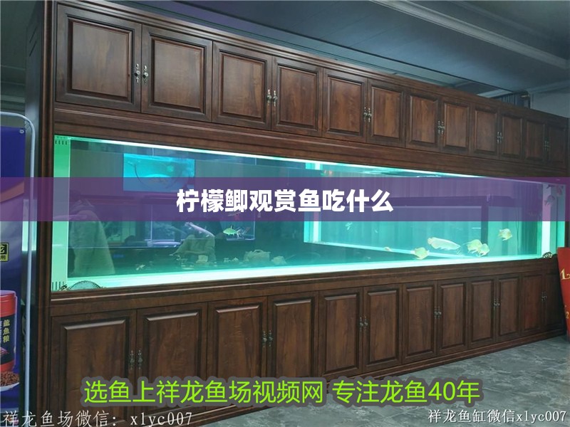 鸚鵡魚(yú)和銀龍魚(yú)混養(yǎng)怎樣喂食 檸檬鯽觀賞魚(yú)吃什么 龍魚(yú)論壇 檸檬鯽觀賞魚(yú)吃什么 檸檬鯽觀賞魚(yú)吃什么 龍魚(yú)論壇