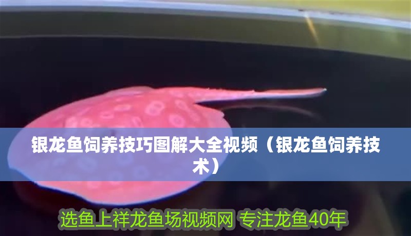 銀龍魚飼養技巧圖解大全視頻（銀龍魚飼養技術） 銀龍魚飼養技巧圖解大全視頻（銀龍魚飼養技術） 銀龍魚百科
