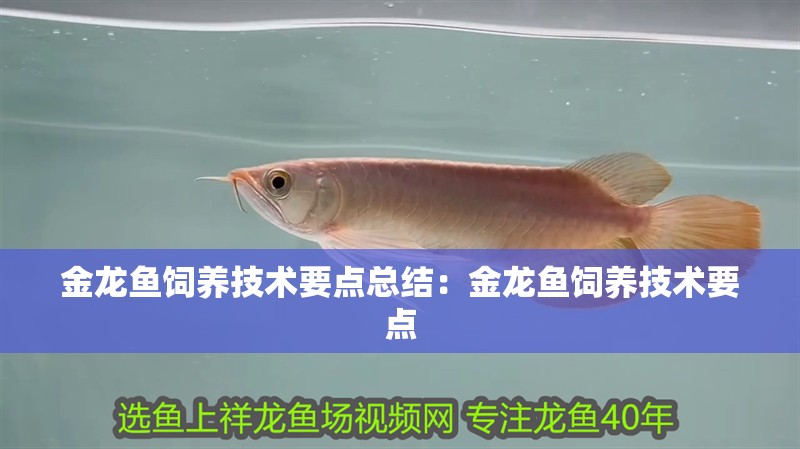 金龍魚飼養技術要點總結：金龍魚飼養技術要點