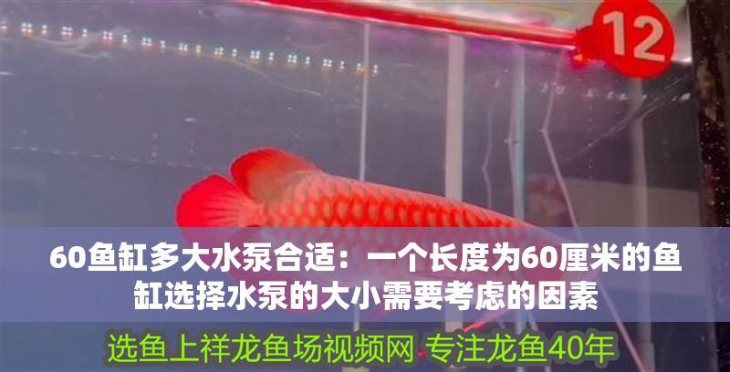 60魚缸多大水泵合適：一個長度為60厘米的魚缸選擇水泵的大小需要考慮的因素