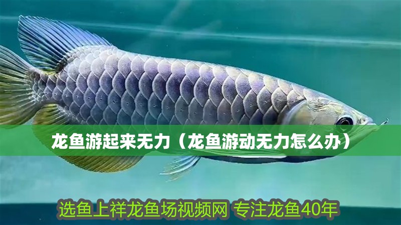龍魚游起來無力（龍魚游動無力怎么辦）