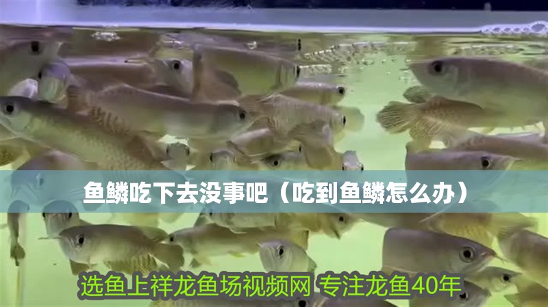 魚鱗吃下去沒事吧（吃到魚鱗怎么辦） 魚鱗吃下去沒事吧（吃到魚鱗怎么辦） 全國水族館企業名錄