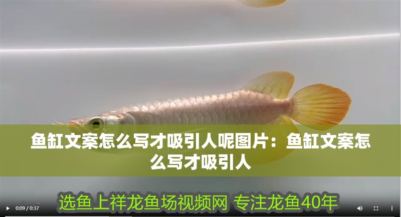 魚缸文案怎么寫才吸引人呢圖片：魚缸文案怎么寫才吸引人