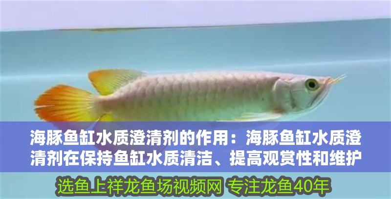海豚魚缸水質澄清劑的作用：海豚魚缸水質澄清劑在保持魚缸水質清潔、提高觀賞性和維護性 海豚魚缸水質澄清劑的作用：海豚魚缸水質澄清劑在保持魚缸水質清潔、提高觀賞性和維護性 魚缸百科