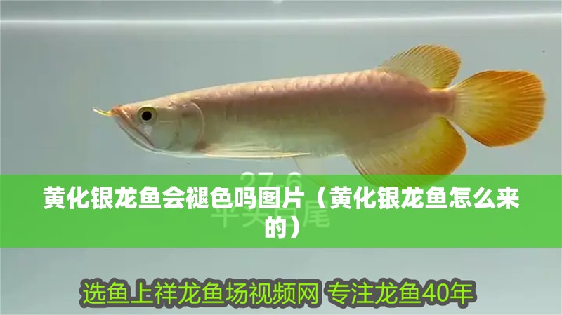 黃化銀龍魚會(huì)褪色嗎圖片（黃化銀龍魚怎么來的）