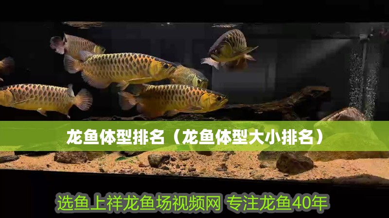 龍魚體型排名（龍魚體型大小排名） 龍魚體型排名（龍魚體型大小排名） 龍魚百科