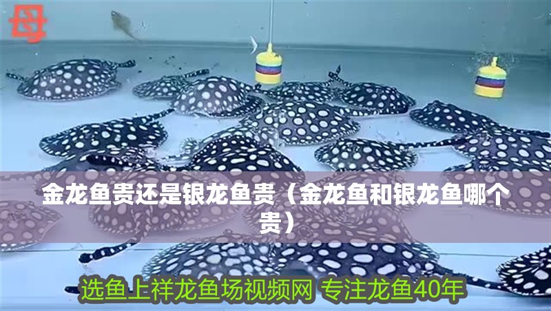 金龍魚貴還是銀龍魚貴（金龍魚和銀龍魚哪個貴）