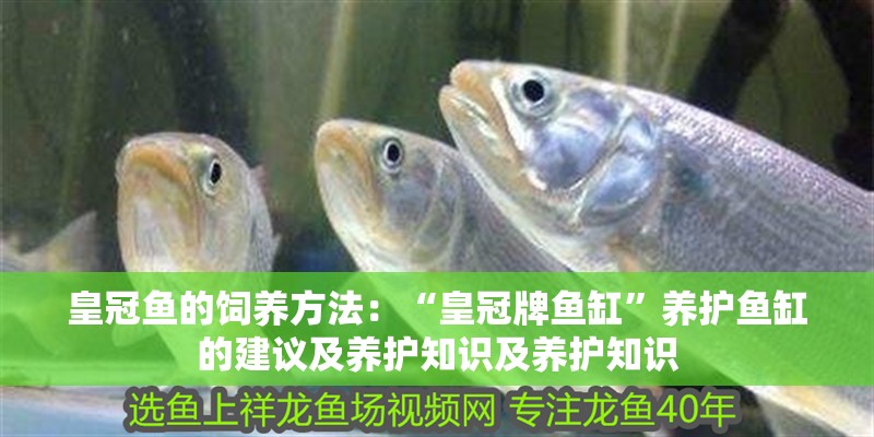 皇冠魚的飼養(yǎng)方法：“皇冠牌魚缸”養(yǎng)護(hù)魚缸的建議及養(yǎng)護(hù)知識(shí)及養(yǎng)護(hù)知識(shí) 皇冠魚的飼養(yǎng)方法：“皇冠牌魚缸”養(yǎng)護(hù)魚缸的建議及養(yǎng)護(hù)知識(shí)及養(yǎng)護(hù)知識(shí) 魚缸百科