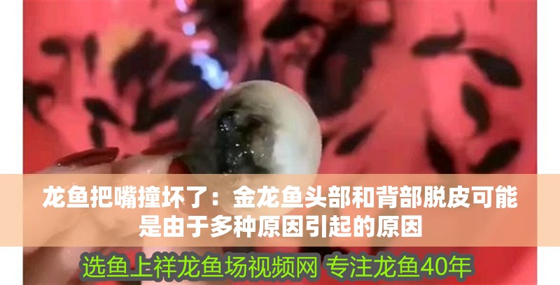 龍魚把嘴撞壞了：金龍魚頭部和背部脫皮可能是由于多種原因引起的原因