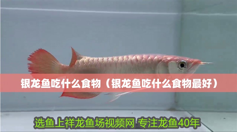 銀龍魚吃什么食物（銀龍魚吃什么食物最好）